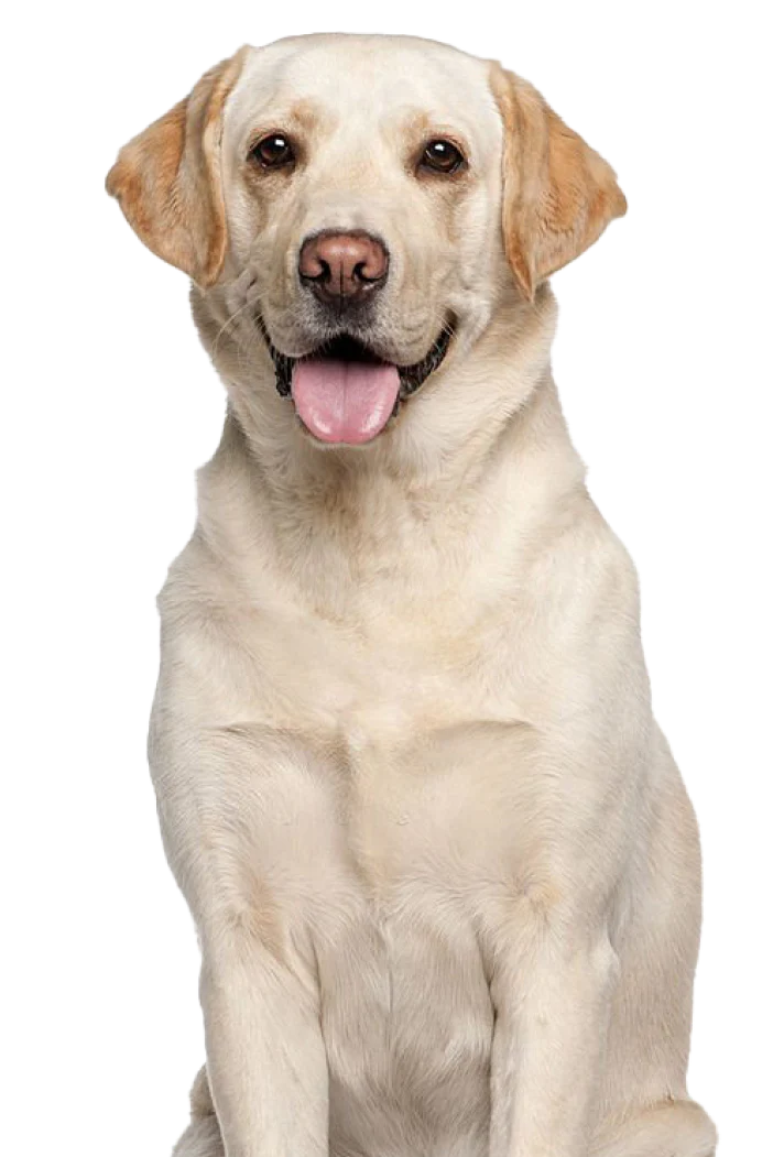 cat and dog ilustration